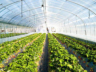 Agriculture et horticulture